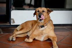 Setor Pet Brasileiro