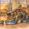 Alimentação Gatos Hidratação