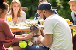 Humanização Dos Pets