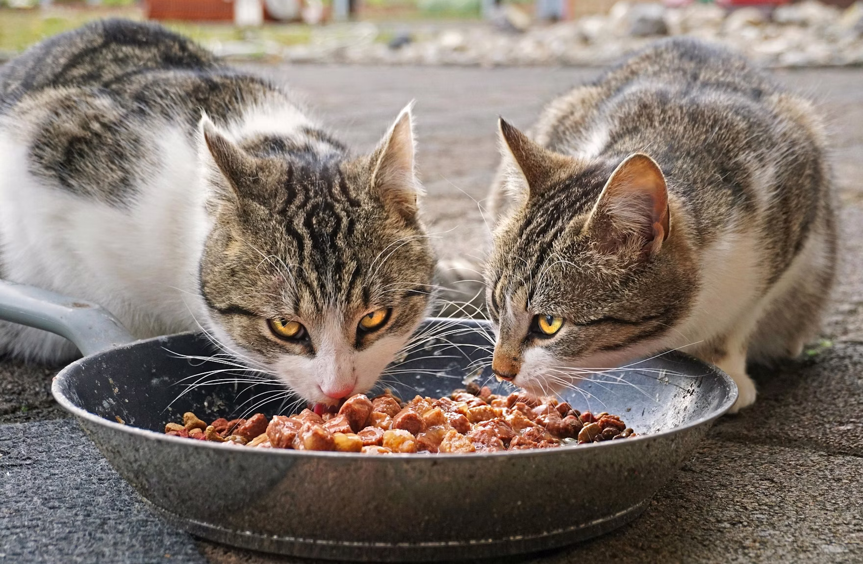 Crescimento Mercado Mexicano Pet Food
