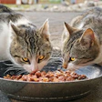 Crescimento Mercado Mexicano Pet Food