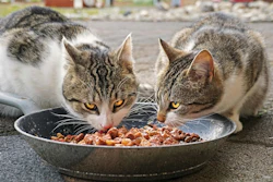 Crescimento Mercado Mexicano Pet Food
