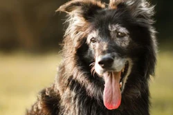 Longevidade Pet