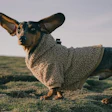 O aumento da população de animais de estimação e maior renda disponível são os principais motores de crescimento no mercado pet na América Latina.