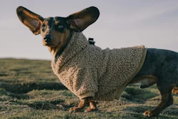 O aumento da população de animais de estimação e maior renda disponível são os principais motores de crescimento no mercado pet na América Latina.
