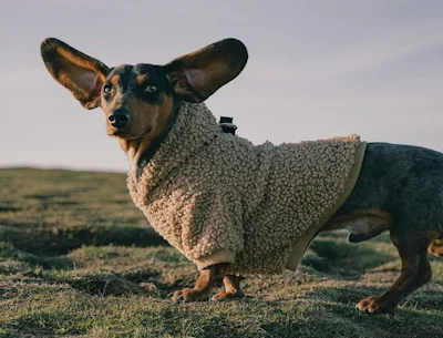 O aumento da população de animais de estimação e maior renda disponível são os principais motores de crescimento no mercado pet na América Latina.