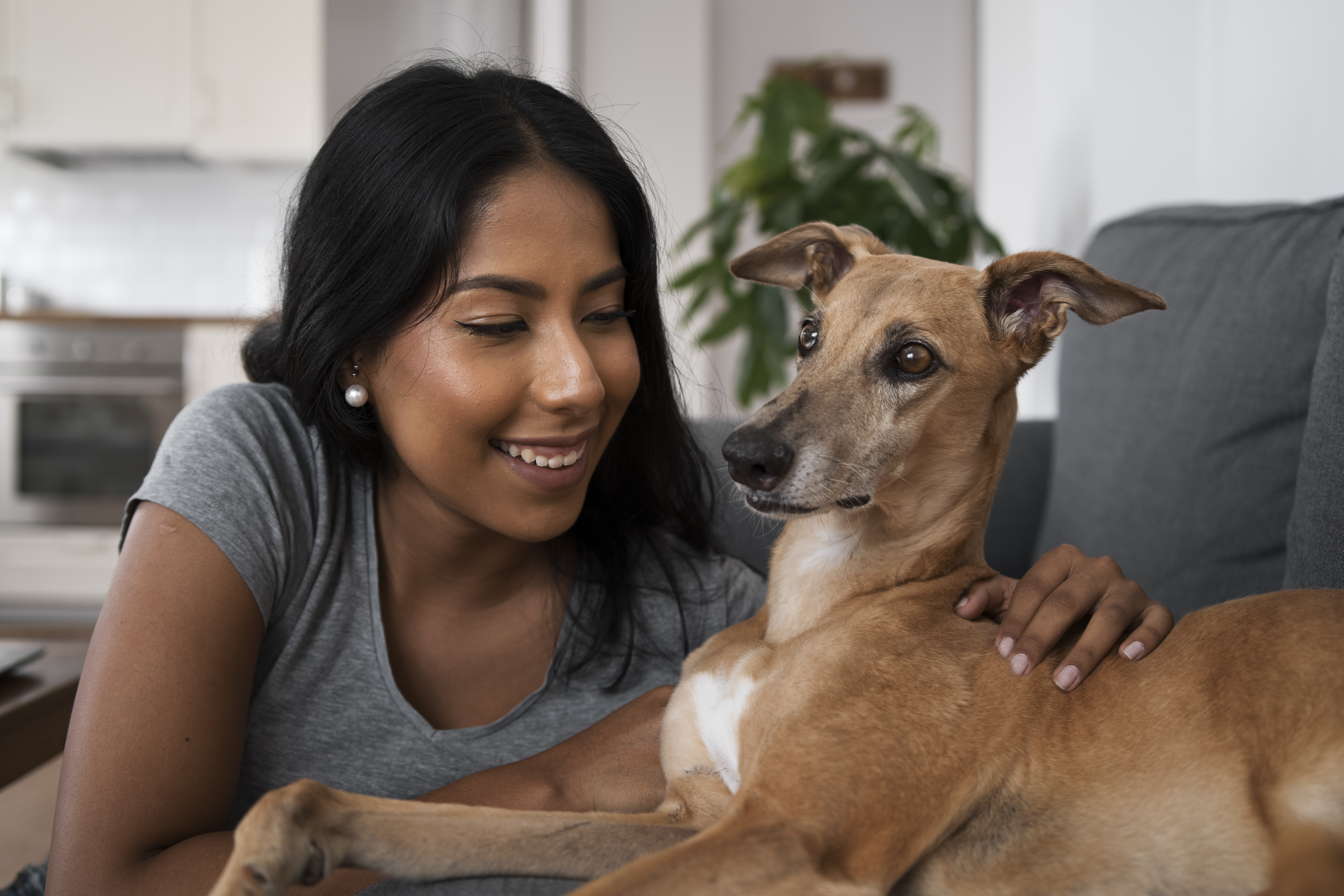 Pets Am&eacute;rica Latina