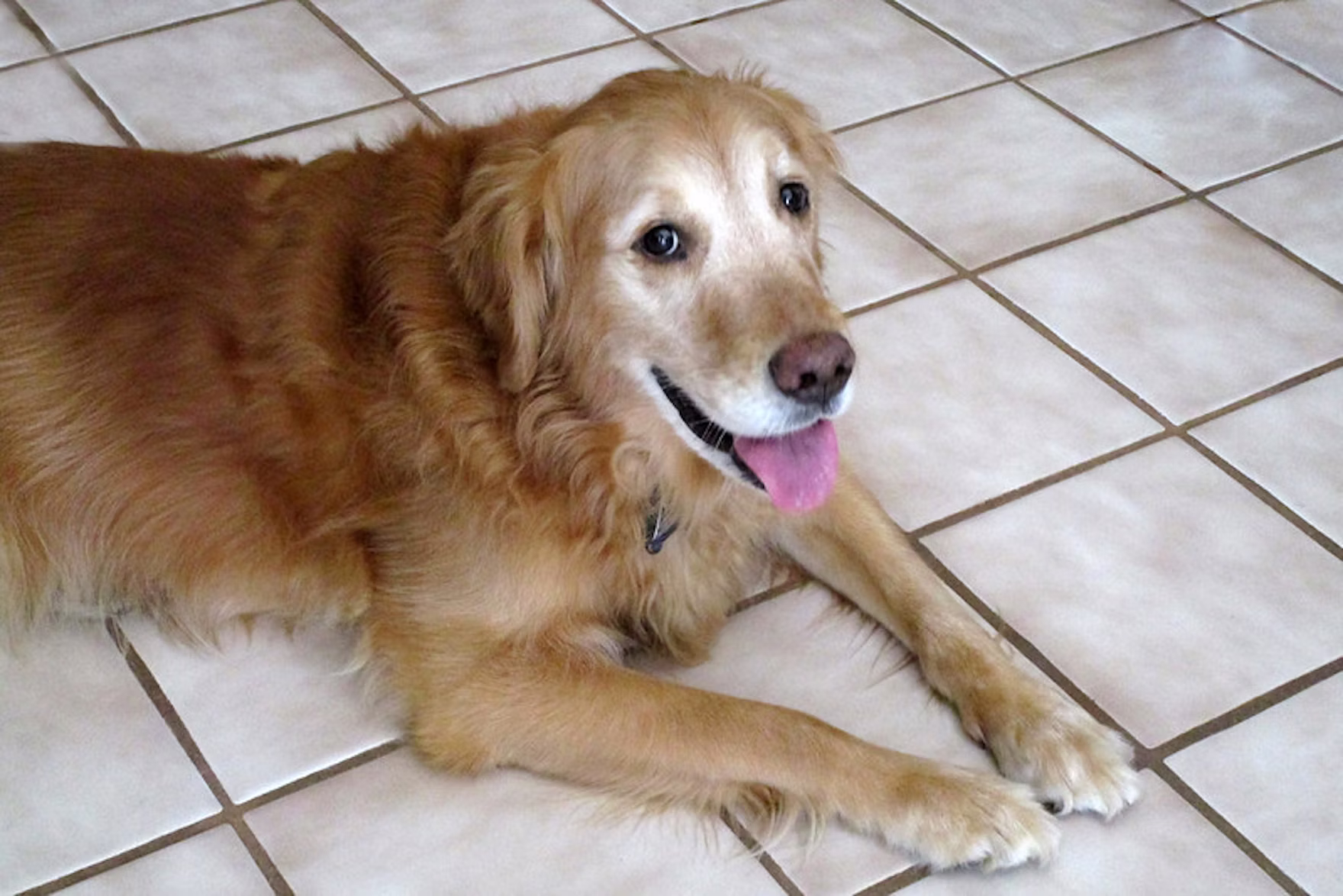 Pets Idosos Nutri&ccedil;&atilde;o Na Imagem; Um C&atilde;o Golden Retriever Com Pelos Brancos No Fucinho Indicando Idade Avan&ccedil;ada
