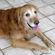Pets Idosos Nutrição Na Imagem; Um Cão Golden Retriever Com Pelos Brancos No Fucinho Indicando Idade Avançada