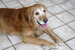 Pets Idosos Nutrição Na Imagem; Um Cão Golden Retriever Com Pelos Brancos No Fucinho Indicando Idade Avançada