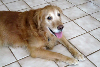 Pets Idosos Nutrição Na Imagem; Um Cão Golden Retriever Com Pelos Brancos No Fucinho Indicando Idade Avançada