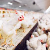White Chickens Adm
