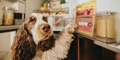 Processamento Temperatura Pet Food Químicos