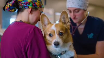 According to Purina, a recent survey found that while 94% of animal owners say they appreciate veterinarians, only 49% of veterinary professionals feel their work is appreciated.