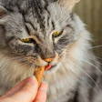 Suplementos E Petiscos Funcionais Para Pets