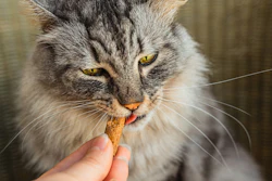 Suplementos E Petiscos Funcionais Para Pets
