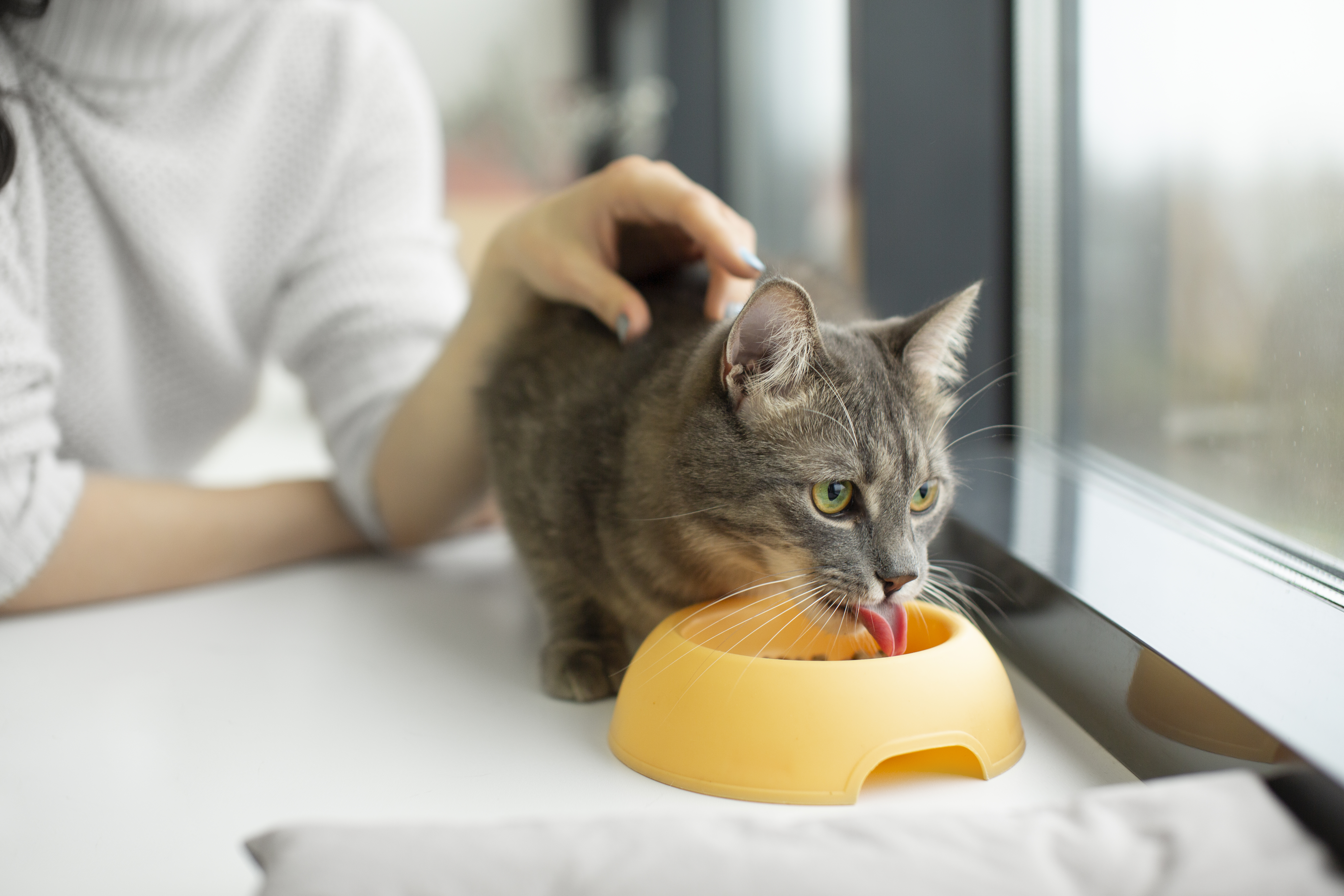 Toppers Para Pets Popularidade