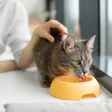 Toppers Para Pets Popularidade