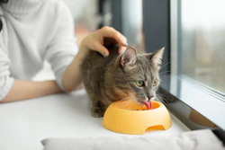 Toppers Para Pets Popularidade