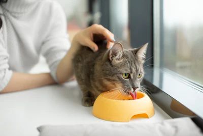 Toppers Para Pets Popularidade