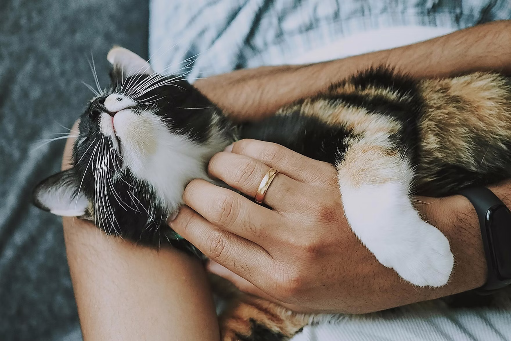 5 Tend&ecirc;ncias Em Pet Food Inova&ccedil;&atilde;o