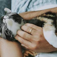 5 Tendências Em Pet Food Inovação