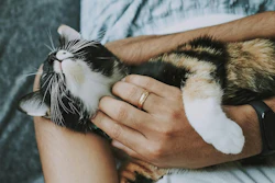 5 Tendências Em Pet Food Inovação