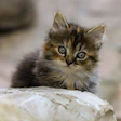 Kitten Ilonaburschl Pixabay com