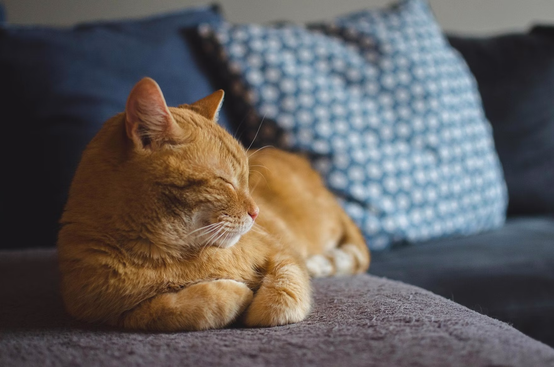 Orange Cat Sleeping Daga Roszkowska Pixabay n7x S6z Z3y O