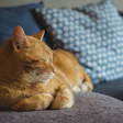 Orange Cat Sleeping Daga Roszkowska Pixabay n7x S6z Z3y O