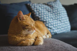 Orange Cat Sleeping Daga Roszkowska Pixabay n7x S6z Z3y O