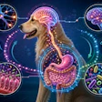 Posbióticos Acalmam Cães Via Eixo Intestino Cérebro