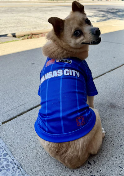 A 7-year-old mixed-breed dog available who was available for adoption through KC Pet Project, models the limited-edition Purina x KC2026 Pet Kit during a press conference celebrating Dog Days at FIFA Fan Festival in Kansas City, Missouri.