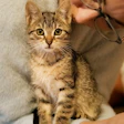 Tutores De Gatos São Influenciados Por Marcas