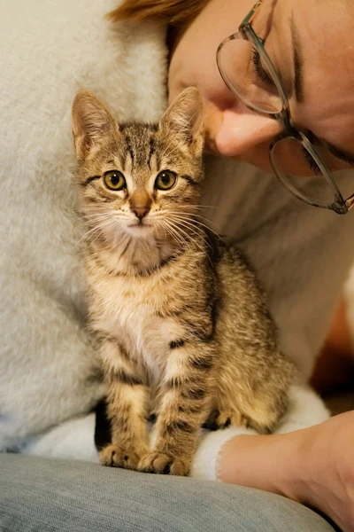 Tutores De Gatos São Influenciados Por Marcas