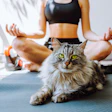 Cat And Yoga Larisikstefania Bigstockcom vdb Im Pbj Qw