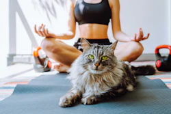 Cat And Yoga Larisikstefania Bigstockcom vdb Im Pbj Qw