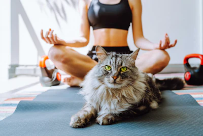 Cat And Yoga Larisikstefania Bigstockcom vdb Im Pbj Qw
