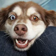 Dog Smiling Angel1238812 Pixabay g8 U Es J Dw4 S