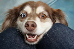 Dog Smiling Angel1238812 Pixabay g8 U Es J Dw4 S