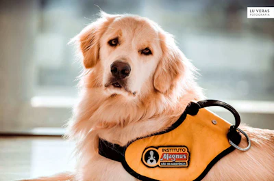 O Centro de Treinamento de Cães de Serviço do Instituto Adimax é responsável pela formação do maior número de cães-guia entregues no Brasil.