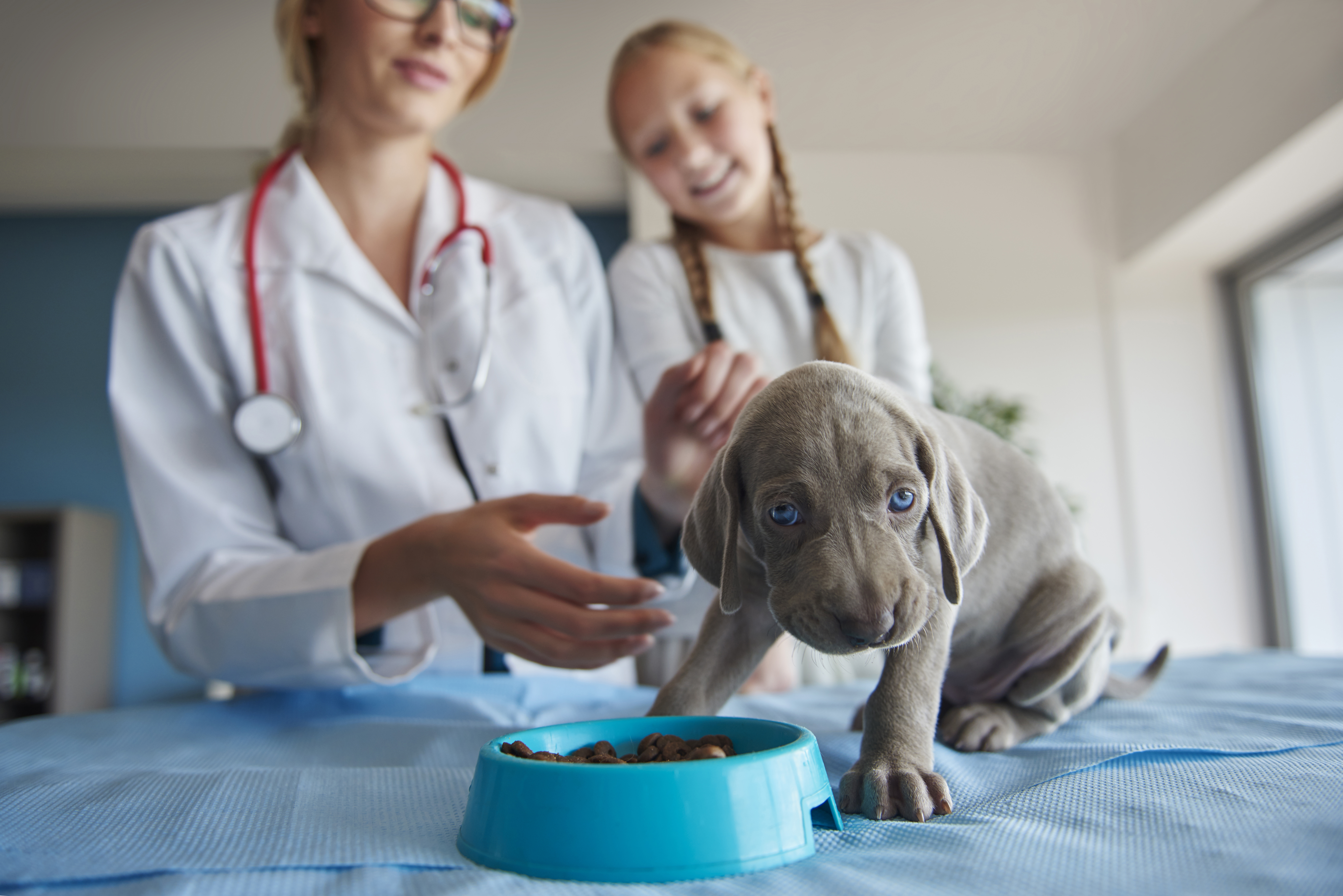 Dietas Veterin&aacute;rias Terap&ecirc;uticas Pets