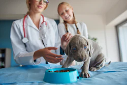 Dietas Veterinárias Terapêuticas Pets