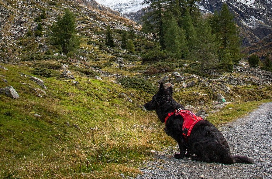 Mars is supporting the deployment of canine search-and-rescue teams from Argentina and Mexico.