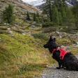 Mars is supporting the deployment of canine search-and-rescue teams from Argentina and Mexico.