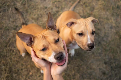 Pet América Latina