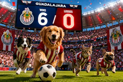 Pets Playing Soccer In The Stadium Of Guadalajara Mexico uf7 Uz4ym Li