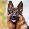 Royal Canin Research 5132026 0 Th Lk7 Mwqd