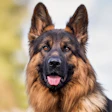 Royal Canin Research 5132026 0 Th Lk7 Mwqd
