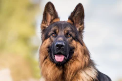Royal Canin Research 5132026 0 Th Lk7 Mwqd